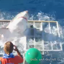 Great White Shark Party Crashes Diving Cage