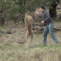 Sometimes you need to punch a kangaroo to save a dog