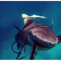 Shark attack! (video)