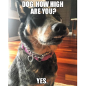 Dogs Shouldn’t Ingest Pot, But Mine Did