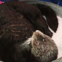 Shedd Aquarium sea otters party in the snow