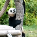 Panda porn (probably NSFW)