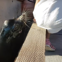 Sea Lion pulls girl into Canadian wharf