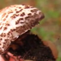 Can mushrooms grow inside your intesti… OH MY GOD, I JUST THREW UP.